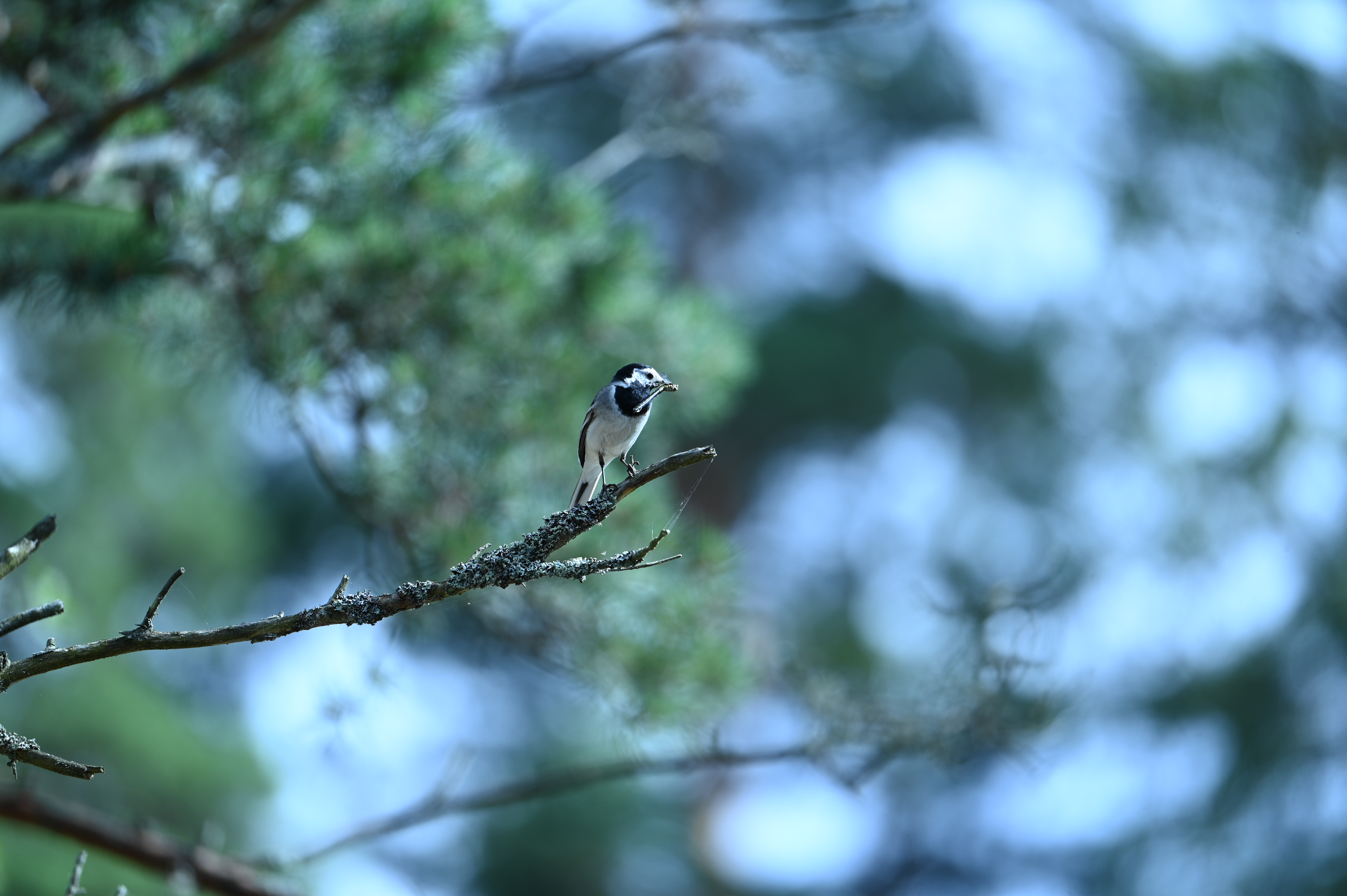 2025/07/09-14 - trip/DSC_0451.JPG